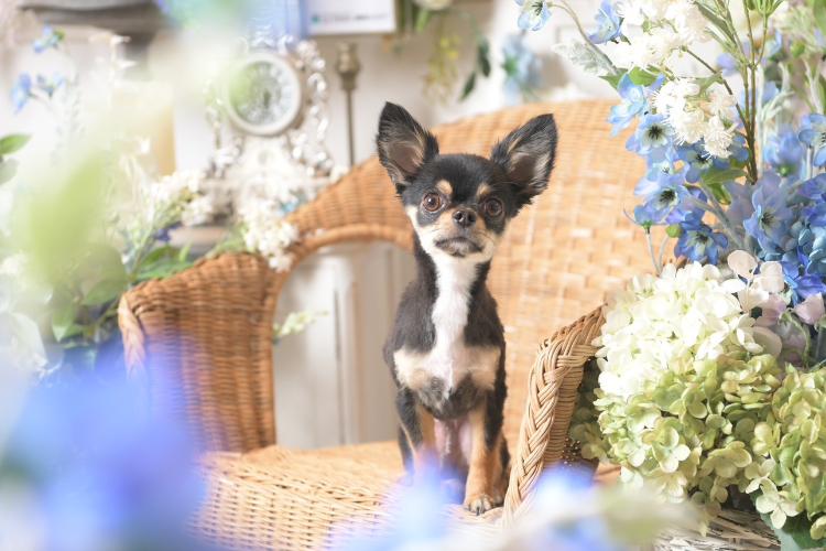 ルシアン専用【記念日フォトブース】