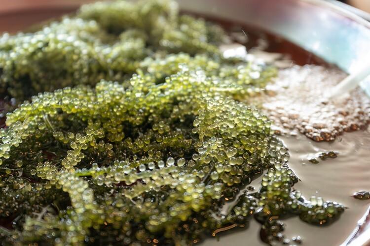 新鮮でプチプチ食感がたまらない