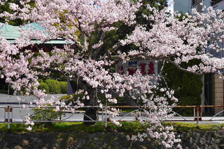 春の玉泉