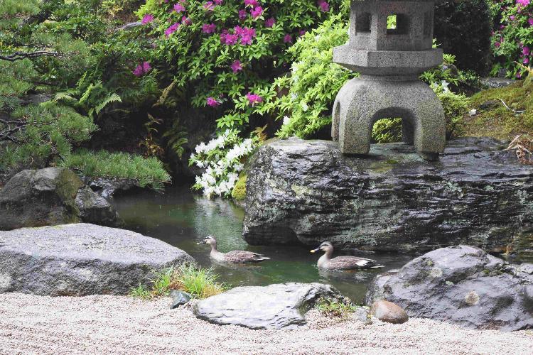 初夏の日本庭園（カモが遊びに来てくれました）