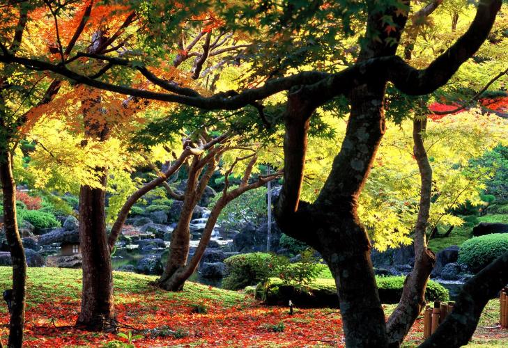 【松江市】由志園の紅葉　～自動車で35分～