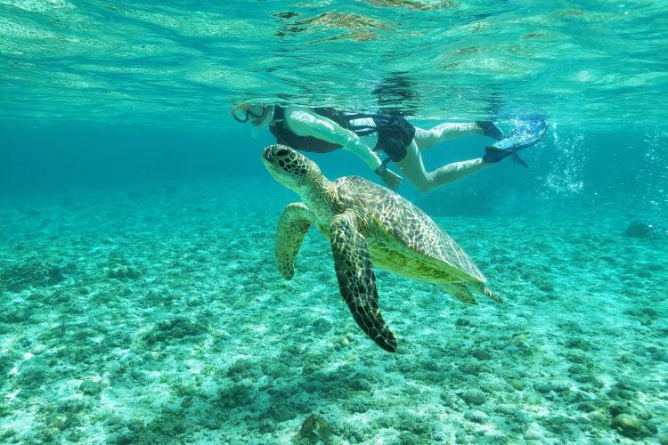 【感動体験シュノーケルツアー】海をのぞけば、そこはまるで竜宮城のよう。