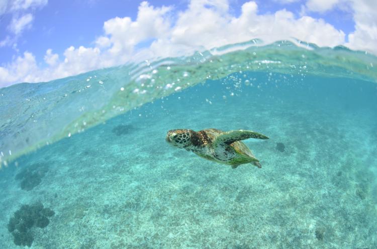 【シギラビーチ（リゾート内）】サンゴ礁や熱帯魚はもちろん、時にはウミガメにも出会えるビーチです