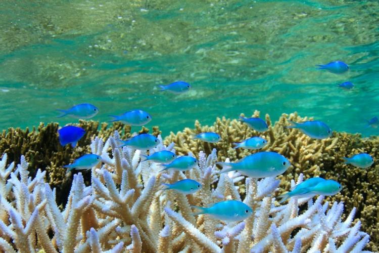 【シギラビーチ(リゾート内)】シギラビーチの中には鮮やかな熱帯魚や珊瑚の世界が広がっています。